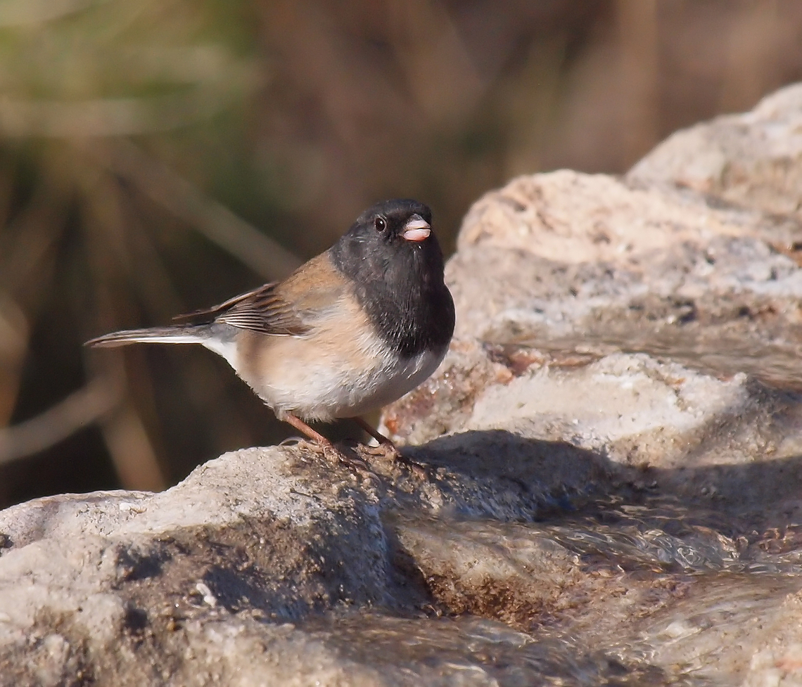 Handsome Dark-Eyed Junco Photographed at Chihuahuan Desert Nature Center near Fort Davis, TX in 2018 Dark-eyed junco,Junco hyemalis
