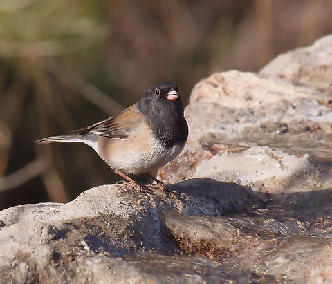 Handsome Dark-Eyed Junco Photographed at Chihuahuan Desert Nature Center near Fort Davis, TX in 2018 Dark-eyed junco,Junco hyemalis