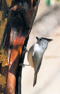 TTT (Texas tufted titmouse) Davis Mountains State Park bird blind feeder. Baeolophus bicolor,Tufted Titmouse