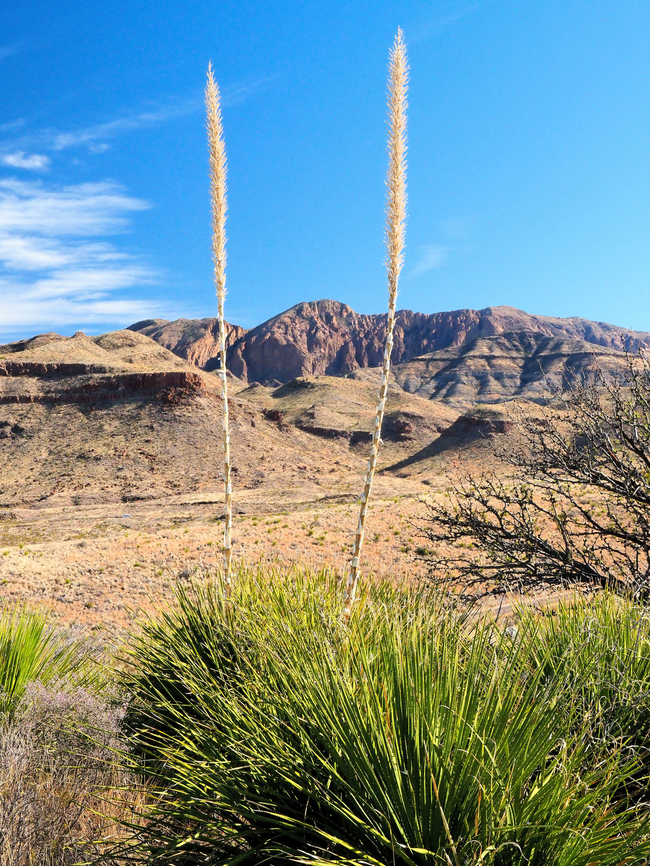 Sotol Stalks "Ancient peoples depended on sotol to meet a variety of needs. The tall and straight stalks were used to make spear shafts, knife handles, digging sticks, and tepee poles"  Photographed in Big Bend NP in March 2018. Dasylirion leiophyllum,Smooth Sotol