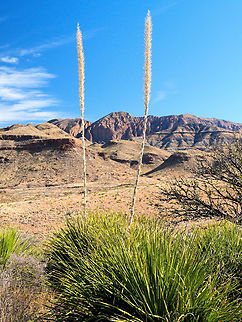 Sotol Stalks "Ancient peoples depended on sotol to meet a variety of needs. The tall and straight stalks were used to make spear shafts, knife handles, digging sticks, and tepee poles"  Photographed in Big Bend NP in March 2018. Dasylirion leiophyllum,Smooth Sotol