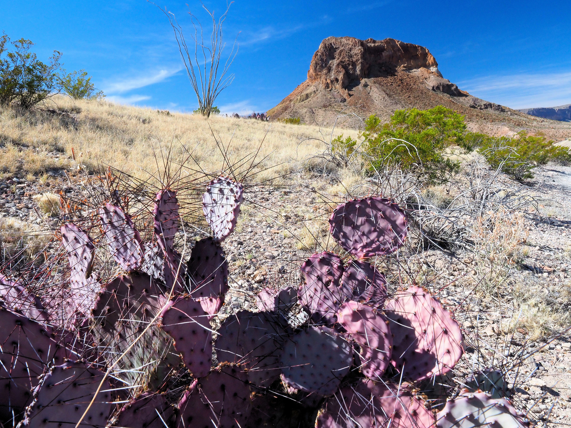Black-spined "Prickly Pear Cactus (opuntia macrocentra) is easily recognized by its purple pads, a color that becomes more pronounced after long periods without rainfall". Near Tuff Canyon with Cerro Castellan in background.   March 2018 in Big Bend NP. Black-spined Pricklypear,Opuntia macrocentra