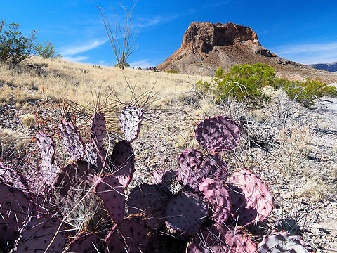 Black-spined "Prickly Pear Cactus (opuntia macrocentra) is easily recognized by its purple pads, a color that becomes more pronounced after long periods without rainfall". Near Tuff Canyon with Cerro Castellan in background.   March 2018 in Big Bend NP. Black-spined Pricklypear,Opuntia macrocentra