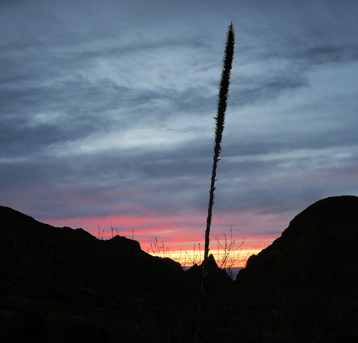 Sotol Shaft After sunset near "The Window" in Big Bend NP.  March 2018 Dasylirion leiophyllum,Smooth Sotol