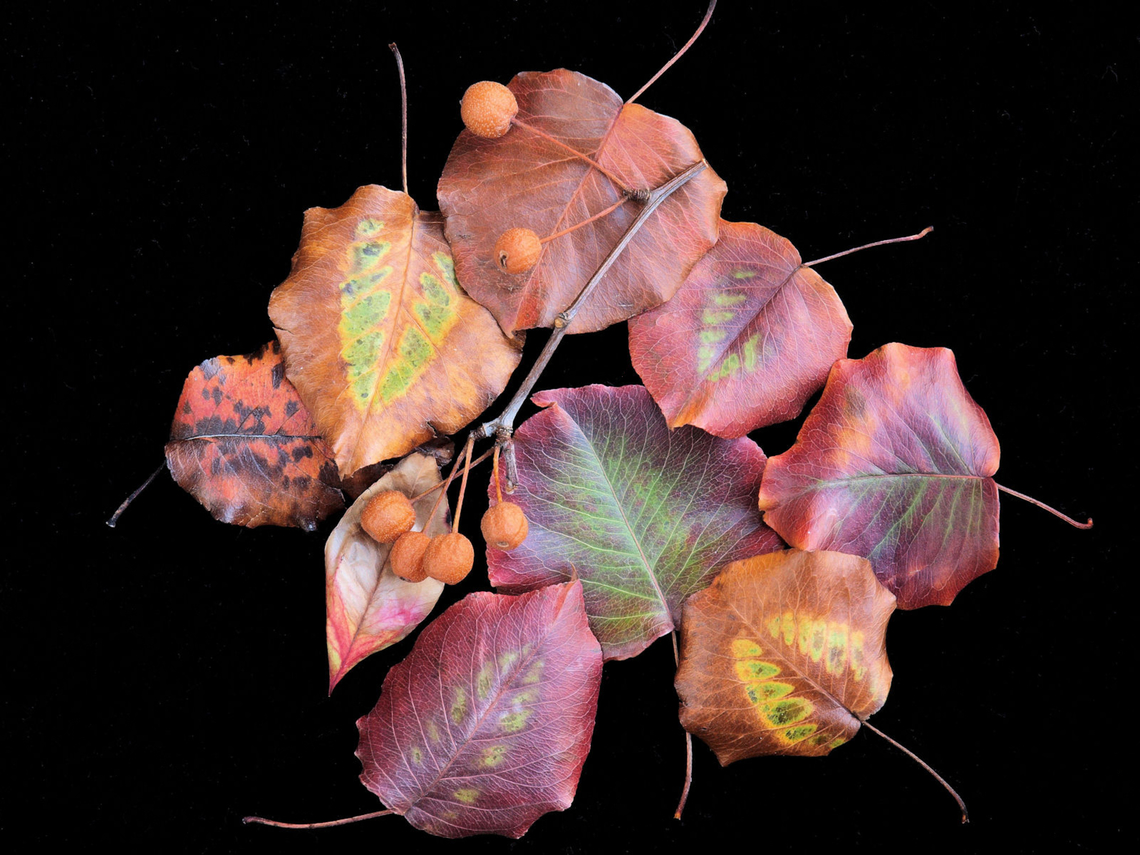 Leaf Assortment  pyrus calleryana Collection of leaves from Bradford Pear in N. Texas Callery Pear,Pyrus calleryana