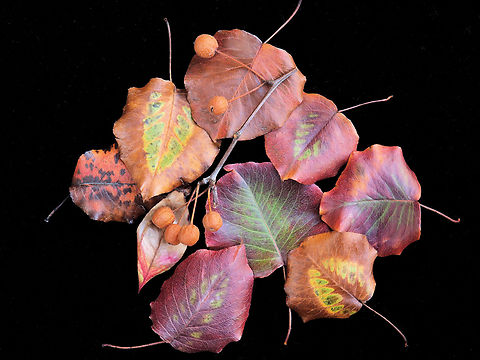 Leaf Assortment  pyrus calleryana Collection of leaves from Bradford Pear in N. Texas Callery Pear,Pyrus calleryana