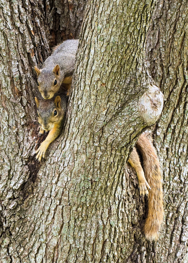 Bein' Cool in Argyle, TX Fox Squirrels enjoy cool bark in tree fork during heat wave 2022.  Occasional water hose application provides a respite from heat. Fox squirrel,Sciurus niger