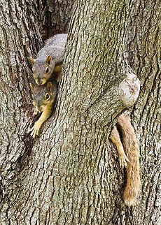 Bein' Cool in Argyle, TX Fox Squirrels enjoy cool bark in tree fork during heat wave 2022. Occasional water hose application provides a respite from heat. Fox squirrel,Sciurus niger