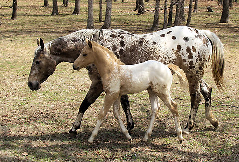 Appaloosa American horse breed best known for its colorful  spotted coat pattern.  Argyle, Tx Domestic horse,Equus ferus caballus