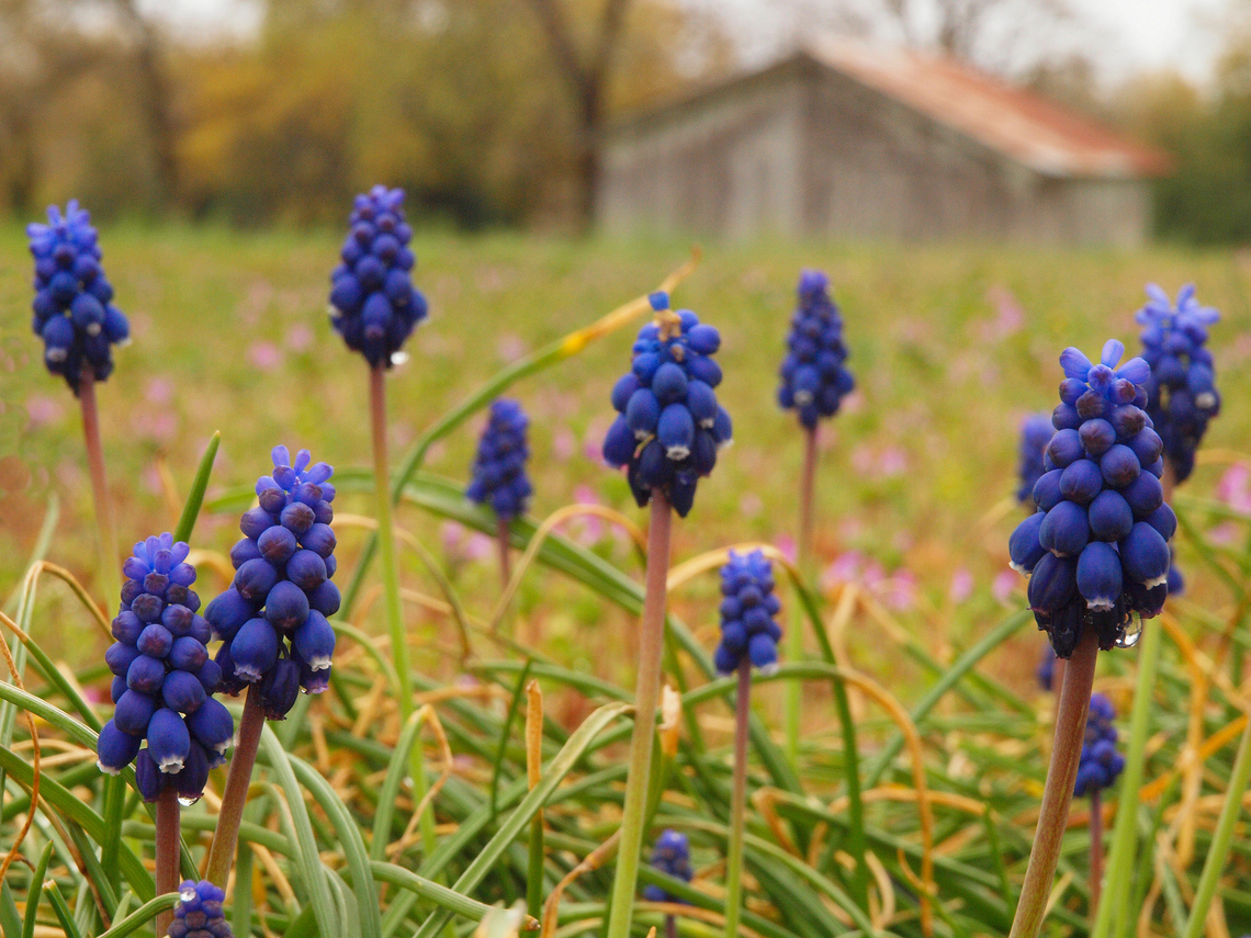 Grape Hyacinth muscari armeniacum. &quot;a mid-spring blooming bulb in the Lily Family native to southeastern Europe&quot; Muscari armeniacum