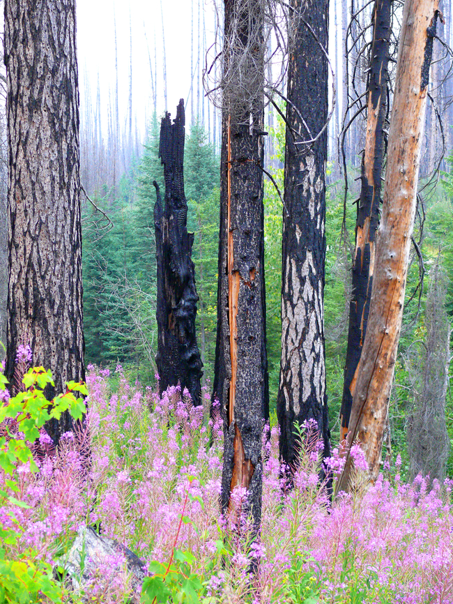 After Fire, Fireweed GNP 2007 with Panasonic FZ-50 Chamerion angustifolium,Fireweed