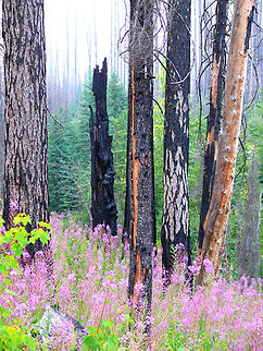 After Fire, Fireweed GNP 2007 with Panasonic FZ-50 Chamerion angustifolium,Fireweed