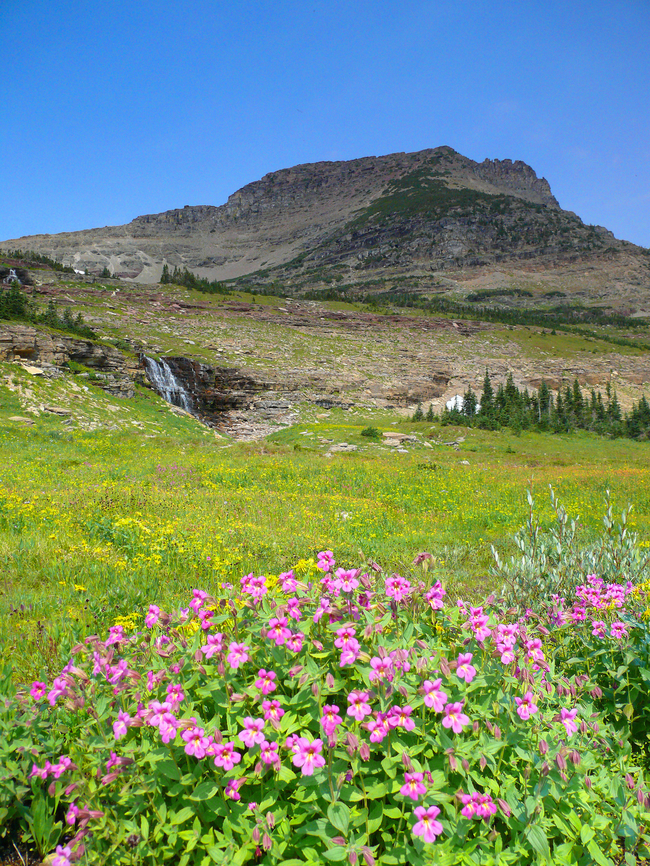 Monkey Flowers and Mount Oberlin GNP near Logan Pass. July 2007 Mimulus guttatus,Seep monkeyflower