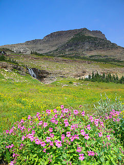 Monkey Flowers and Mount Oberlin GNP near Logan Pass. July 2007 Mimulus guttatus,Seep monkeyflower