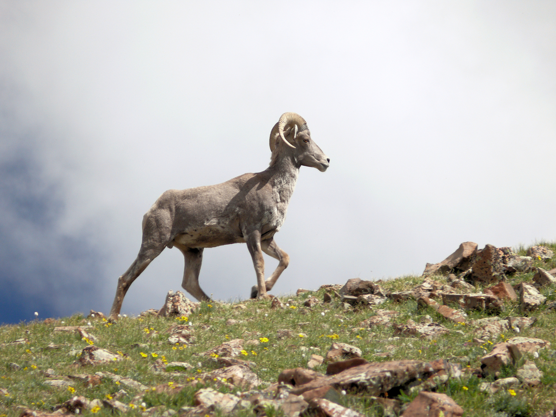 Big Horn Sheep Culebra Range of Sangre de Cristo Mts.  Colorado Bighorn sheep,Ovis canadensis
