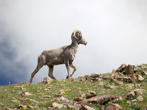 Big Horn Sheep Culebra Range of Sangre de Cristo Mts.  Colorado Bighorn sheep,Ovis canadensis