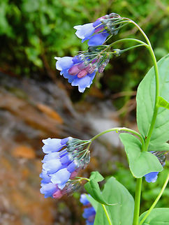 Mountain Bluebells North of Bear Lake CG near Cuchara, CO Mertensia ciliata,Tall fringed bluebells