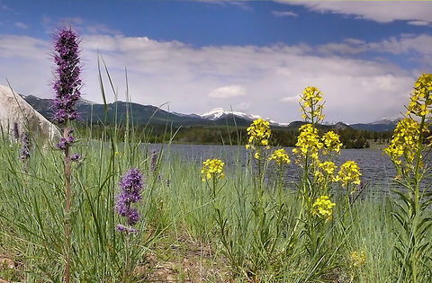 Purple Fringe accents Wyoming alpine lake color with Wind River Peak  yellow (and purple) blooms on shore of Frye Lake in central Wyoming.  July 2010 Phacelia sericea,Silky Phacelia,yellow mountain flowers; purple mountain blooms