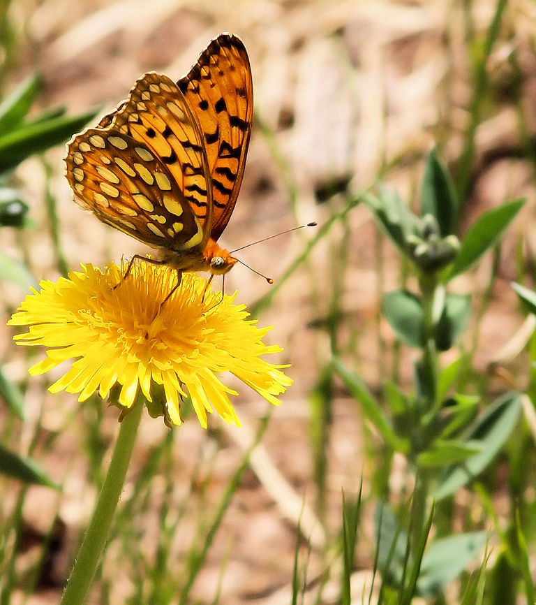 Sangre fritillary photographed in Culebra Range of Sangre de Cristo Mts. 2014 fritillaries