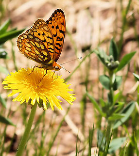 Sangre fritillary photographed in Culebra Range of Sangre de Cristo Mts. 2014 fritillaries