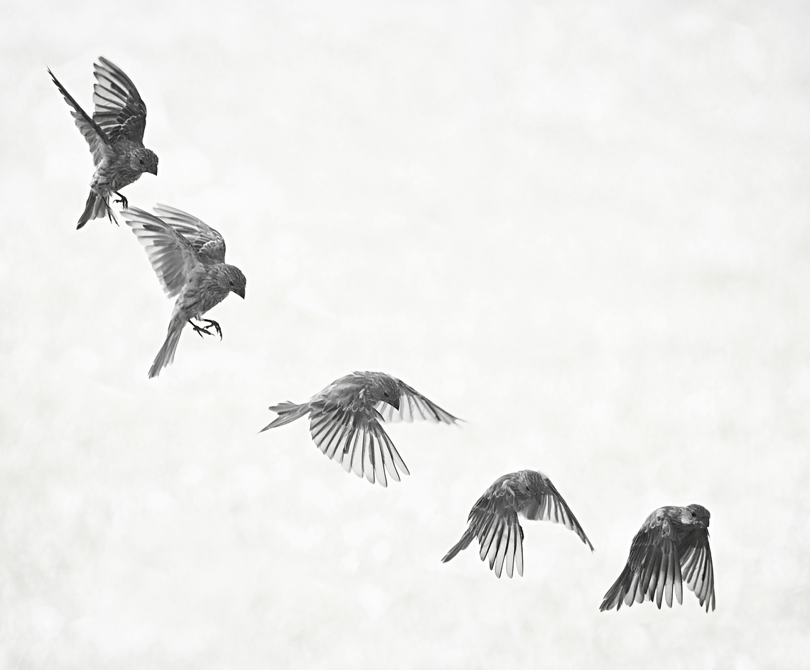 Female House Finch,  Photo Illustration 5 frame composite of  haemorhous Mexicanus preparing to land.  N. TX. Summer 2023 Carpodacus mexicanus,House Finch