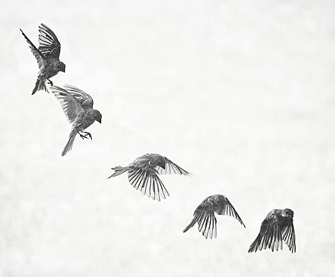 Female House Finch,  Photo Illustration 5 frame composite of  haemorhous Mexicanus preparing to land.  N. TX. Summer 2023 Carpodacus mexicanus,House Finch