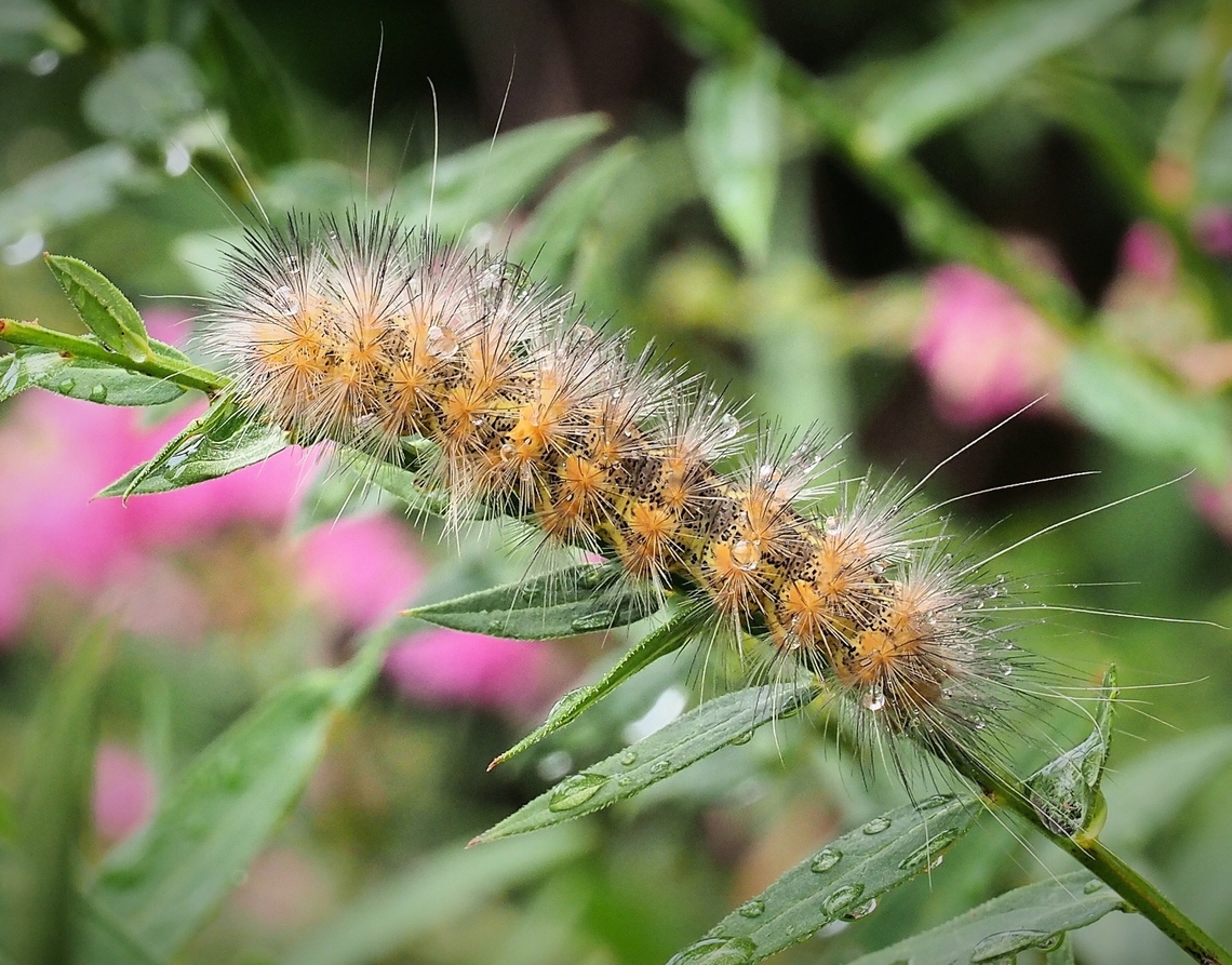 Salt marsh moth caterpillar Feeding on loose strife.  N. Texas Estigmene acrea,Salt Marsh Moth