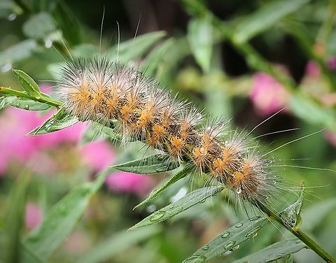 Salt marsh moth caterpillar Feeding on loose strife.  N. Texas Estigmene acrea,Salt Marsh Moth
