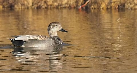 Mareca strepera Gadwall duck on pond in N. Texas Gadwall,Mareca strepera