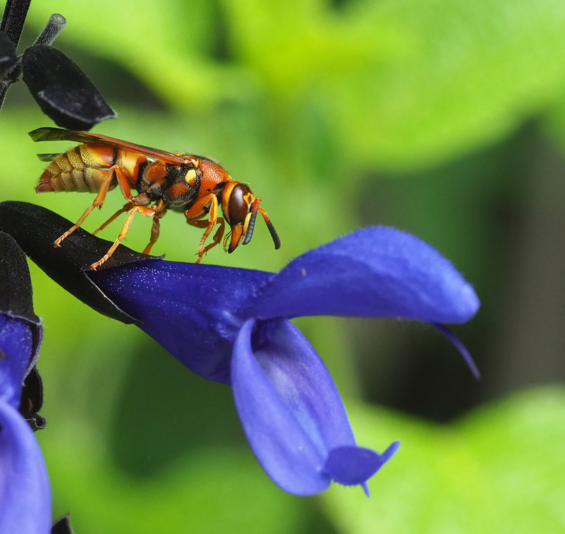 Red Wasp.  N. Texas Polistes Carolina on salvia Fine-backed Red Paper Wasp,Polistes carolina