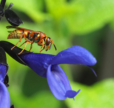 Red Wasp.  N. Texas Polistes Carolina on salvia Fine-backed Red Paper Wasp,Polistes carolina