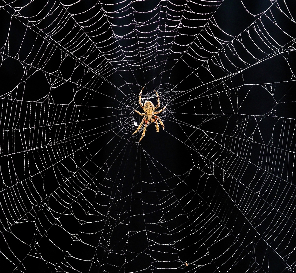 Orb Weaver,Neoscona sp. Orb weaver spider with intricate Dewey web Hentz’s orbweaver,Knobbled Orbweaver,Neoscona crucifera,orb weavers: spider webs