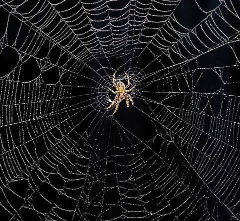 Orb Weaver,Neoscona sp. Orb weaver spider with intricate Dewey web Hentz’s orbweaver,Knobbled Orbweaver,Neoscona crucifera,orb weavers: spider webs
