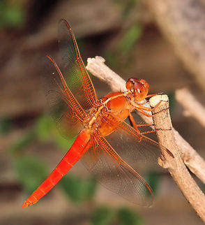 Male Skimmer (neon) Libellula croceipennis Libellula croceipennis,Neon skimmer