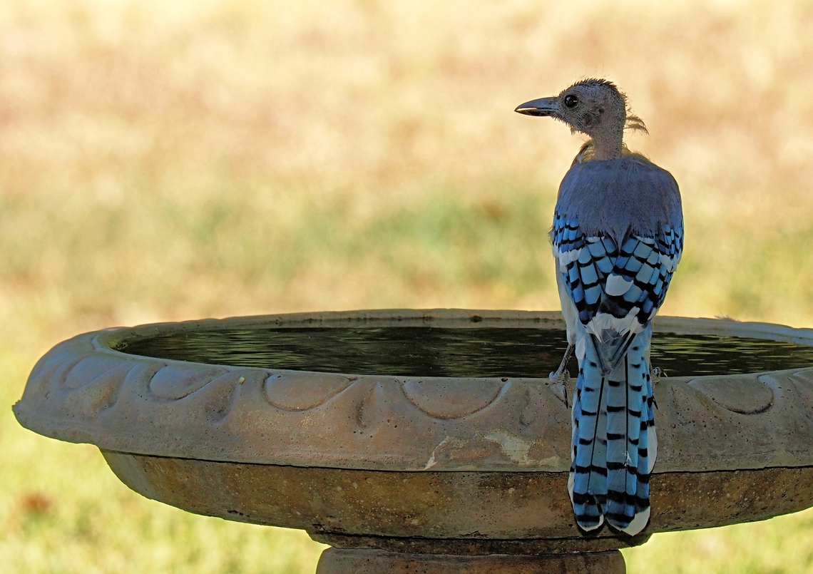 It’s a most unusual Jay…… &hellip; head feathers keep falling away.   (Molting creates  an alien look.) N. Texas September 2023 Bluy Jay,Cyanocitta cristata; molting