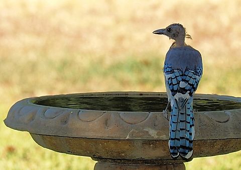 It’s a most unusual Jay…… … head feathers keep falling away.   (Molting creates  an alien look.) N. Texas September 2023 Bluy Jay,Cyanocitta cristata; molting