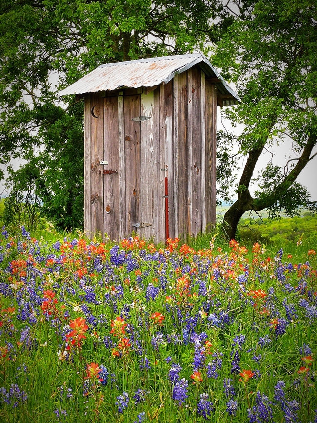 House With a View, sit a spell. Texas Bluebonnets and Indian Paintbrush in central Texas. Castilleja coccinea Indian Paintbrush,Lupinus texensis,Texas Bluebonnet