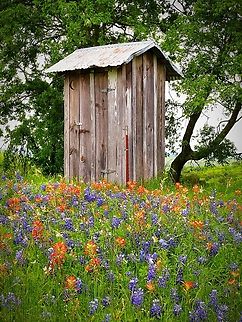 House With a View, sit a spell. Texas Bluebonnets and Indian Paintbrush in central Texas. Panasonic FZ50 Castilleja coccinea Indian Paintbrush,Lupinus texensis,Texas Bluebonnet