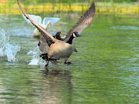 The Chase Is On Canada goose, N. Texas.  Pursued by drake Mallard Branta canadensis,Canada goose