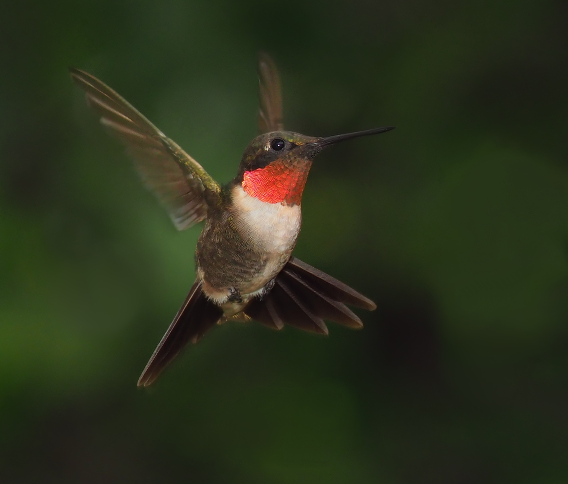 …..eXhilaration Animated male ruby-throat hummingbird. N. Texas mid- September 2023. Archilochus colubris,Ruby-throated hummingbird