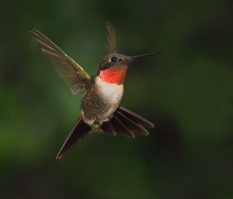 …..eXhilaration Animated male ruby-throat hummingbird. N. Texas mid- September 2023. Archilochus colubris,Ruby-throated hummingbird