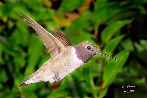 Black-chinned Male Gorget can display purple.  N. Texas 8-3-2014 Archilochus alexandri,Black chinned hummingbird