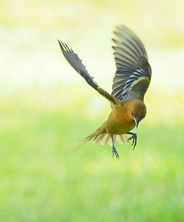 Baltimore Oriole (female) photographed in flight in N. Texas. late summer 2023 Baltimore oriole,Icterus galbula