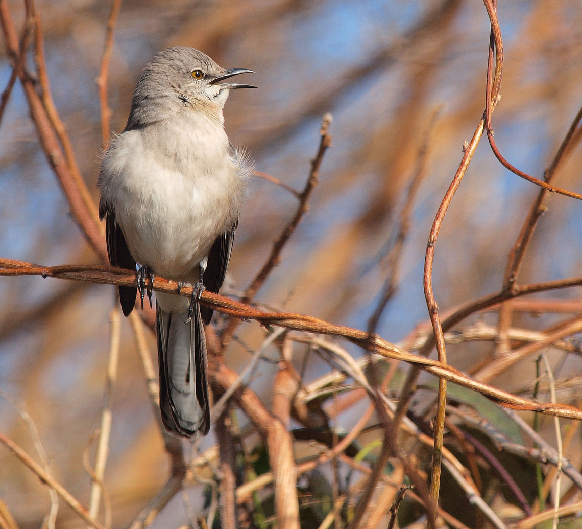Tra La La Twittle Dee Dee Dee Northern Mocking Bird in N. Texas Mimus polyglottos,Northern mockingbird