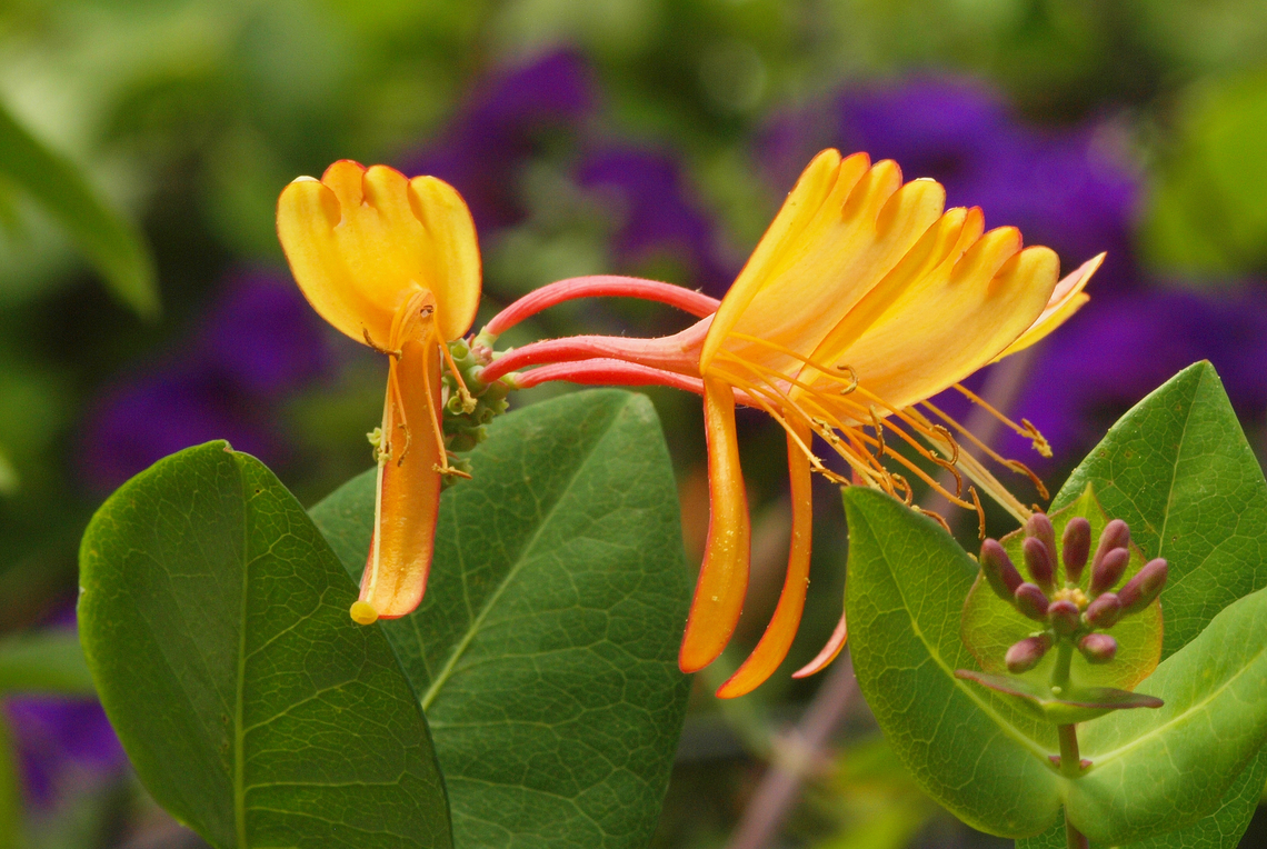 Coral Honeysuckle Lonicera caprifolium Goat-leaf honeysuckle,Lonicera caprifolium