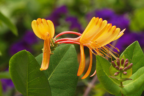 Goat-leaf honeysuckle