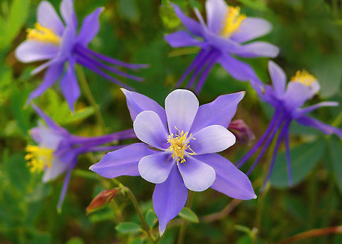 Colorado State Flower Blue Columbine, Native to higher elevations of intermountain West.  Photographed near Cucharas Pass in S. Central CO. Aquilegia coerulea,Colorado blue columbine