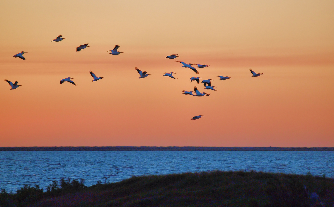 First light flight Brown pelicans at Aransas NMR Feb. 2017 Brown pelican,Pelecanus occidentalis