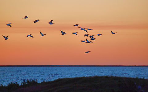 First light flight Brown pelicans at Aransas NMR Feb. 2017 Brown pelican,Pelecanus occidentalis