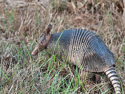 Nine Banded Armadillo Aransas NWR Dasypus novemcinctus,Nine-banded armadillo